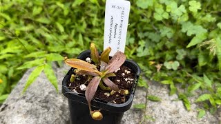 Unboxing a Nepenthes Veitchii x Platychila from Old World Botanicals [upl. by Hanna358]