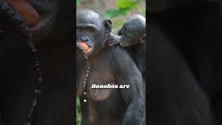 quotFascinating Facts About Bonobos You Didnt Know bonobo africananimals wildlife [upl. by Chic]