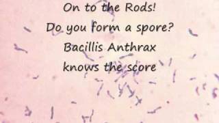 The Gram Positive Bacteria Song [upl. by Onaivlis274]