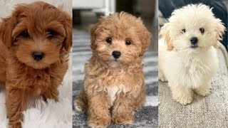 Maltipoo  Funny and Cute dog video compilation in 2022 [upl. by Baoj379]