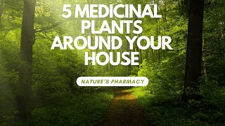 Natures Pharmacy 5 medicinal Plants Found in Your Back Yard [upl. by Ruth]