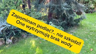 SĄ PIĘKNE W DONICACH🌺 I NA RABATACH185 [upl. by Enitsenre]