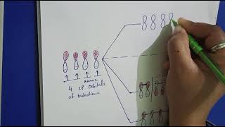 162b Pi Molecular Orbitals 13 Butadiene [upl. by Araz540]