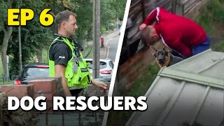 Dog Rescuers Caught on Camera and Served Justice  Full Documentary [upl. by Dimphia]