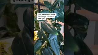 Care tips  for monstera plantplants houseplants verdantvibes gardening indoorplants [upl. by Reyem]