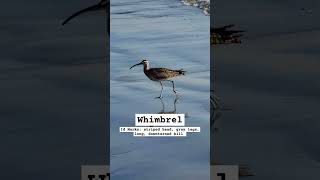 Whimbrel looking for food in Encinitas CA during migration birding birds [upl. by Aistek]