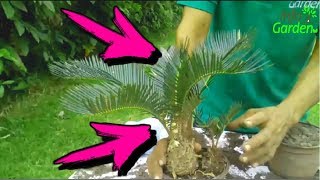 Como Reproducir la palma CYCA🌴 Como fumigar la palma CYCA 🌴 Cycas Revoluta [upl. by Haraz583]