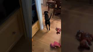 Odie boxer mix brings package to his person from across the house dog shorts servicedog [upl. by Sevy]