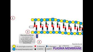 Peptidoglycan biosynthesis [upl. by Nnahoj]