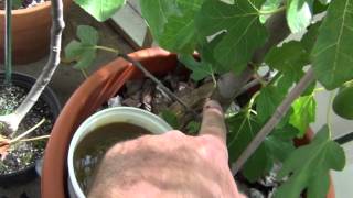 How to protect figs from ants [upl. by Boycie]