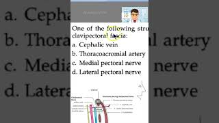 Anatomy 050 ClaviPectoral fascia pierce Upper Limb mcq [upl. by Celtic784]