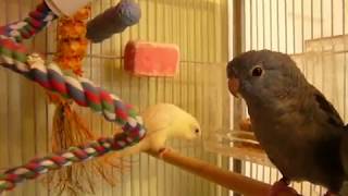 My Four Talking Lineolated Parakeets [upl. by Aksel557]