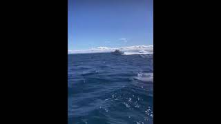 Wilson’s Prom Fishing  Bass Strait Offshore 24 [upl. by Dacy]