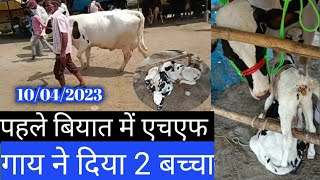 Jarua Pashu Mandi Hajipur Bihar पहले बियात में एचएफ गाय ने दिया दो बच्चा [upl. by Annaesor]