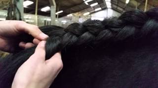 Vlechten Hengstenvlecht maken Fries paard Friesian horse [upl. by Bain181]