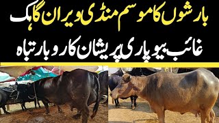 Today Gojra Maweshi Mandi  Buffalo Fresh Rates Update  Buffalo Mandi [upl. by Clarabelle]