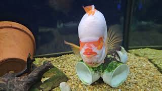 Amphilophus Citrinellus Midas cichlid Cheddar his offspring and the pleco [upl. by Storer]