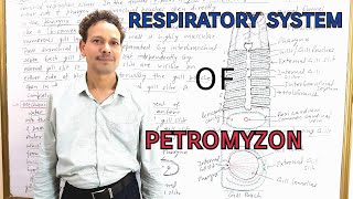 Respiratory System of Petromyzon  Sea Lamprey  Cyclostomata [upl. by Quick563]