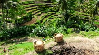 Bali Journey The amazing Ubud rice terrace  Travip The Wanderlust [upl. by Urias]