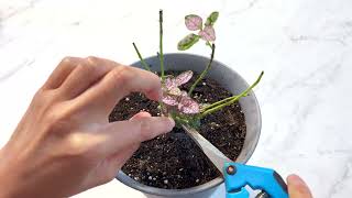 Pink Polka Dot Plant Hypoestes Pruning Aggressively  Part 2 [upl. by Dygert722]