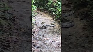 King Cobra Meets Python  ViralHog [upl. by Nitfa]