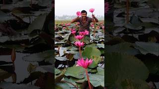 ఎర్ర కలువ పువ్వులు redwaterlily flowers viralshorts [upl. by Enitsuj]