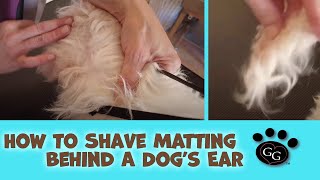 How To Shave Matting Behind a Dog’s Ear – Gina’s Grooming [upl. by Ebanreb]