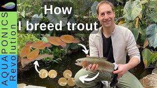 How I BREED TROUT in my Backyard Aquaponics Producing thousands of fingerlings [upl. by Isayg]