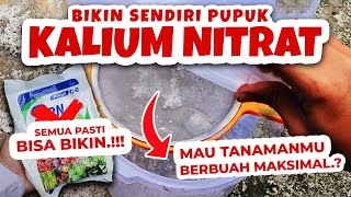 MAU TANAMANMU BERBUAH MAKSIMAL RAHASIA MEMBUAT PUPUK KALIUM NITRAT KNO3 FASE GENERATIF [upl. by Grigson]