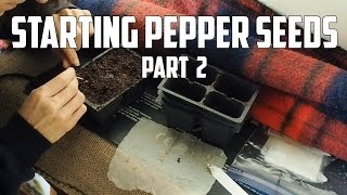 Starting Pepper Seeds Part 2 [upl. by Cobbie]