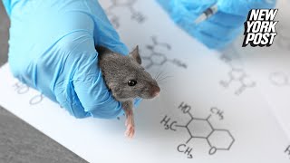 Chinese lab crafts mutant COVID19 strain with 100 kill rate in ‘humanized’ mice [upl. by Maltz]