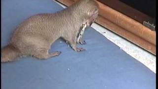 pet mongoose playing w Steve Irwin cameo [upl. by Llerrit]