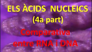 Àcids nucleics 4a part Comparativa entre DNA i RNA [upl. by Phillips515]