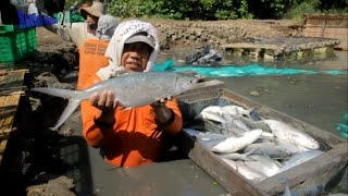 Asiknya panen bandeng ukuran jumbo  harvest fish imlek [upl. by Bastien939]