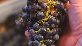 Making HomeMade Merlot Wine Part 1 [upl. by Llesig]