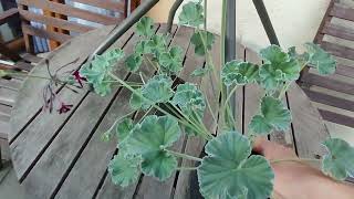 Pelargonia przylądkowa afrykańska  infekcje dróg oddechowych Pelargonium sidoides  Umckaloabo [upl. by Tamiko]