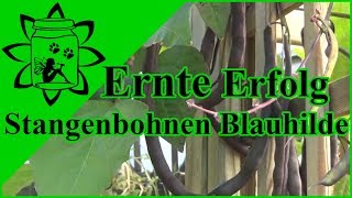 Stangenbohnen Blauhilde  Ertrag amp Ernte Erfolg [upl. by Anoynek]