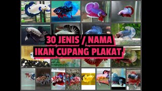 30 jenisjenis ikan cupang plakat yang ada di indonesia [upl. by Drehcir]