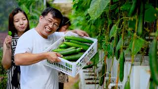 Harvest of Rijk Zwaan Cucumbers [upl. by Robena773]