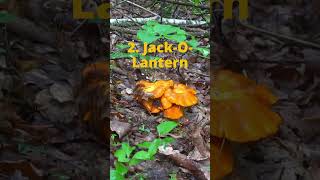 2 Poisonous Wild Mushrooms to Avoid [upl. by Aicylla372]