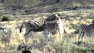 Baby Burchells Zebra suckling in Karoo National Park [upl. by Anaugal800]