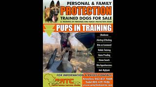 South Africa Tactical Canine Protection Dogs [upl. by Oneil]