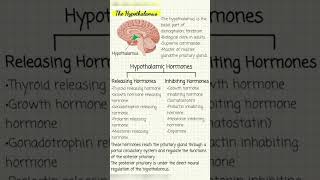 Hypothalamus anatomy and Hypothalamic Hormones [upl. by Nevsa]