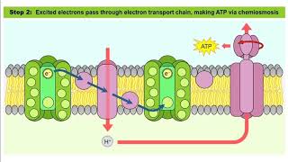 Photosynthesis  The Light Dependent Reaction  AQA A Level Biology Key Knowledge Revision A2 [upl. by Ashley]