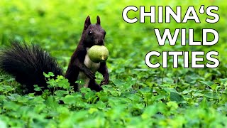 China Wild  Episode 5 The Cities  Free Documentary Nature [upl. by Tayib]