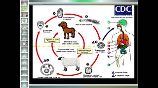 Common helminthic infections  part 2 [upl. by Bruning]