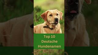 Top 10 der schönsten deutschen Hundenamen für verschiedene Hunderassen große und kleine [upl. by Pavier737]