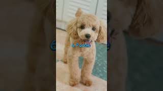 Top 10 Family Dog Breeds In The World 2024 ll shorts [upl. by Rauch]