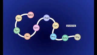 La synthèse dune protéine  transcription et traduction [upl. by Luhem]