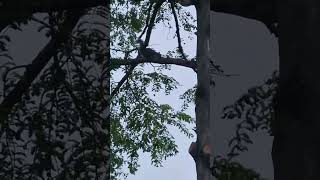 Squirrel Making Noise Whist on Top of Tree Branch [upl. by Egwin]